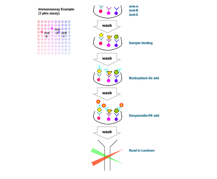Immunoassay Example